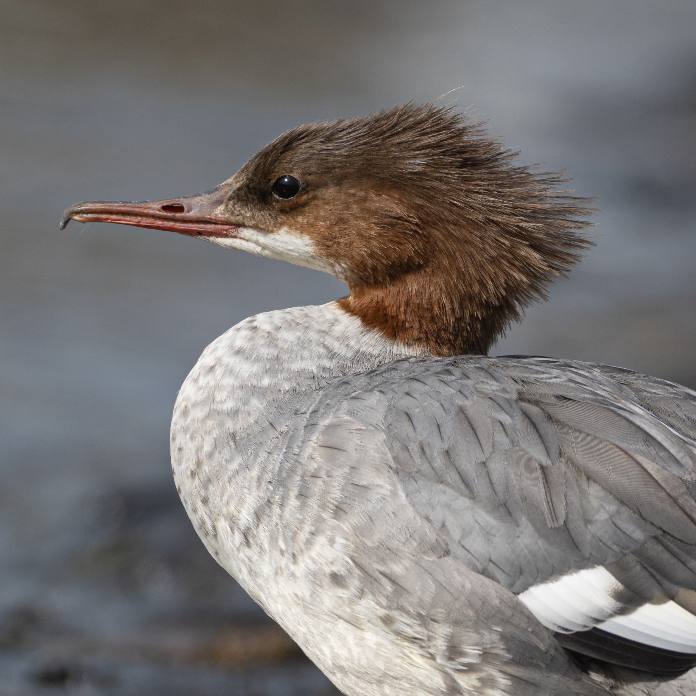 Goosander_(Eurasian)_(Mergus_merganser) 2